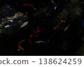 Koi fish in water, Kohaku breed. 138624259