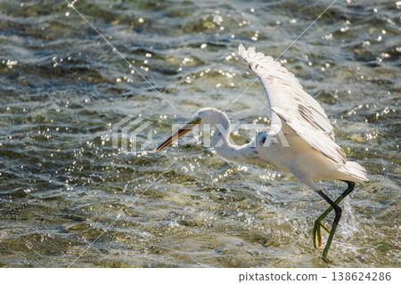 White egret hunting fish in shallow tropical sea, coastal bird with wide wings and long beak splashing water under bright sunlight with natural copy space 138624286