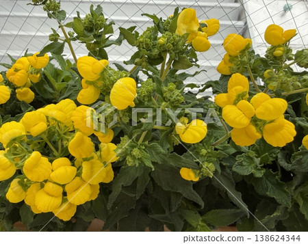 花壇裡的黃色皮夾 138624344