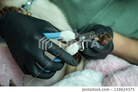 Cropped shot view of pet's owner using a nail clipper for cutting a cat's nails. Trimming a cat's claws every two to three weeks is an important part of maintaining your pet's health. 138624375
