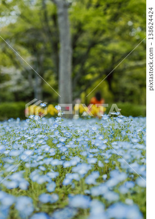 一幅春意盎然的公園景色,畫面中有一片盛開的粉蝶花,以及一張帶有散景效果的人像。 一幅春意盎然的公園景色,畫面中有一片盛開的粉蝶花,以及一張帶有散景效果的人像。 138624424
