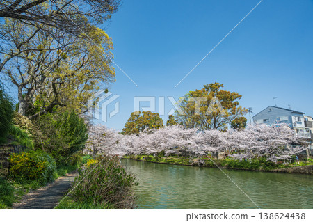 Springtime along the Horikawa River, cherry blossom trees lining the riverbank, Fushimi Ward, Kyoto City Springtime along the Horikawa River, cherry blossom trees lining the riverbank, Fushimi Ward, Kyoto City 138624438