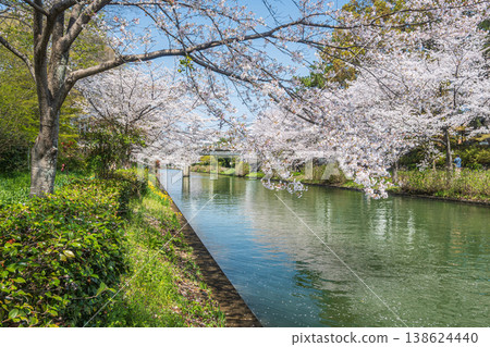 Springtime at Horikawa River: Cherry blossoms blooming along the riverbanks in Fushimi Ward, Kyoto City. 138624440