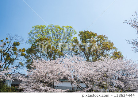 Springtime at Horikawa River: Cherry blossoms blooming along the riverbanks in Fushimi Ward, Kyoto City. Springtime at Horikawa River: Cherry blossoms blooming along the riverbanks in Fushimi Ward, Kyoto City. 138624444