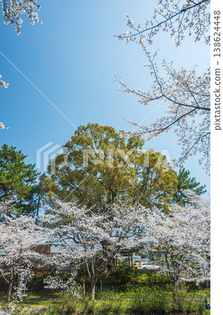 堀川的春天:京都伏見區河岸櫻花盛開 堀川的春天:京都伏見區河岸櫻花盛開 138624448