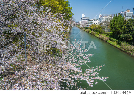Springtime at Horikawa River: Cherry blossoms blooming along the riverbanks in Fushimi Ward, Kyoto City. Springtime at Horikawa River: Cherry blossoms blooming along the riverbanks in Fushimi Ward, Kyoto City. 138624449
