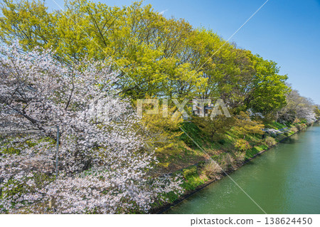 Horikawa River in Spring, Fushimi Ward, Kyoto City Horikawa River in Spring, Fushimi Ward, Kyoto City 138624450