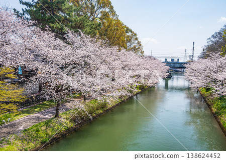 春日的堀川，櫻花樹在河岸邊競相綻放，地點：京都市伏見區 138624452
