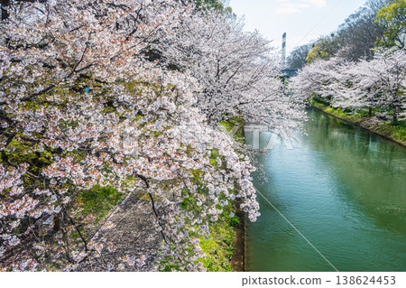 Springtime along the Horikawa River, cherry blossom trees lining the riverbank, Fushimi Ward, Kyoto City Springtime along the Horikawa River, cherry blossom trees lining the riverbank, Fushimi Ward, Kyoto City 138624453