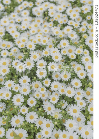 A field of white daisies, a backdrop of flowers stretching across the entire area. A field of white daisies, a backdrop of flowers stretching across the entire area. 138624473