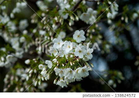 櫻花山櫻 138624572