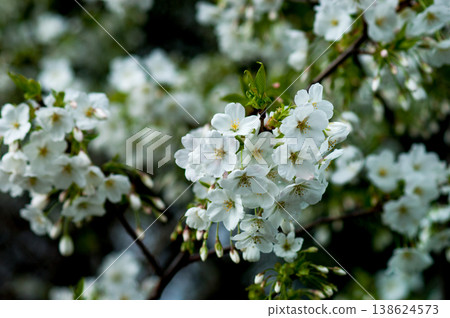 Sakura Yamazakura Sakura Yamazakura 138624573