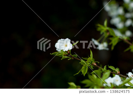 Sakura Yamazakura Sakura Yamazakura 138624575