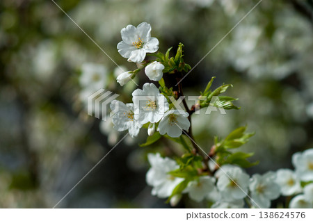 Sakura Yamazakura Sakura Yamazakura 138624576