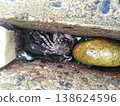I found a crab. 138624596