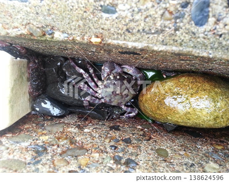 I found a crab. I found a crab. 138624596