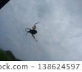 A beetle taking flight 138624597