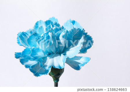 blue carnation on a white background blue carnation on a white background 138624663