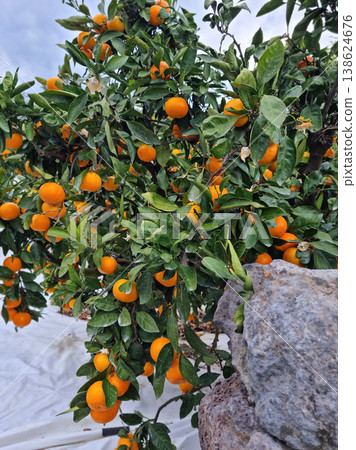 Basalt wall and tangerine trees in Jeju Island. 138624676