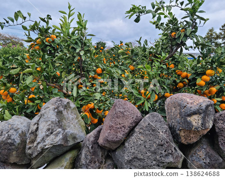 Basalt wall and tangerine trees in Jeju Island. 138624688