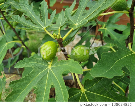 It is a fig tree with fruit. It is a fig tree with fruit. 138624835