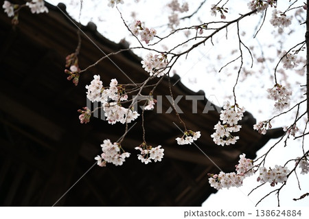 櫻花的風景 138624884