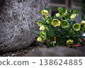 黃花 138624885