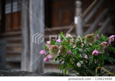 寺廟裡盛開著粉紅色的花。 138624886