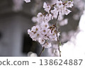 櫻花和芽 138624887