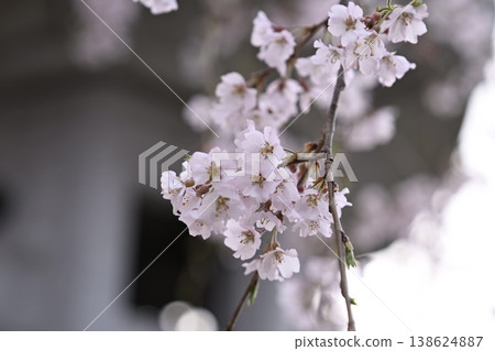 櫻花和芽 櫻花和芽 138624887