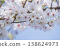 Cherry Blossoms	 138624973