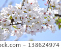 Cherry Blossoms	 138624974
