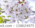 Cherry Blossoms	 138624975