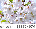 Cherry Blossoms	 138624976