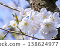 Cherry Blossoms	 138624977