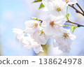 Cherry Blossoms	 138624978