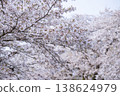 Cherry Blossoms	 138624979