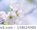 Cherry Blossoms	 138624980