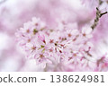 Cherry Blossoms	 138624981