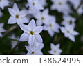 白花 138624995