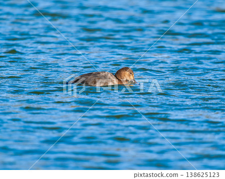 A female Common Pochard swimming in a pond. A female Common Pochard swimming in a pond. 138625123