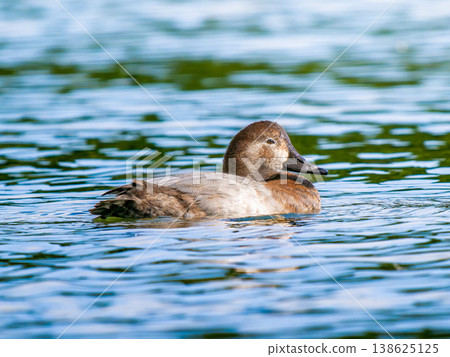 A female Common Pochard swimming in a pond. A female Common Pochard swimming in a pond. 138625125
