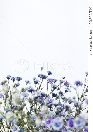 White background and purple gypsum flower White background and purple gypsum flower 138625144