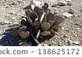 Cacti that grow naturally in the desert 138625172