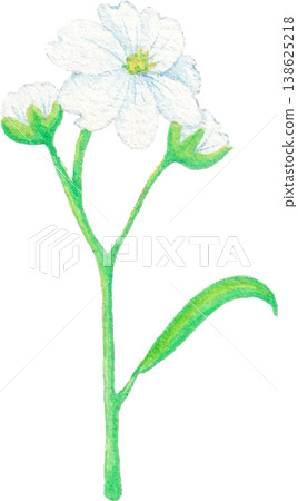 gypsophila watercolor flower clipart airy delicate floral design gypsophila watercolor flower clipart airy delicate floral design 138625218