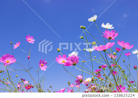 Pink and white cosmos flowers bloom in the garden against the backdrop of a bright blue sky. Pink and white cosmos flowers bloom in the garden against the backdrop of a bright blue sky. 138625224