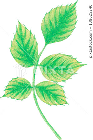 rose leaf watercolor eucalyptus foliage clipart botanical design rose leaf watercolor eucalyptus foliage clipart botanical design 138625240