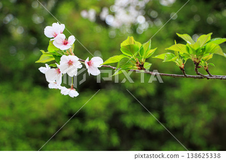 櫻花殘花掛枝,嫩葉初綻。 櫻花殘花掛枝,嫩葉初綻。 138625338