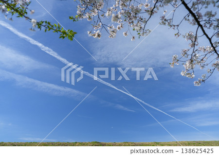 A contrail streaking diagonally across the blue sky, and cherry blossom branches. A contrail streaking diagonally across the blue sky, and cherry blossom branches. 138625425