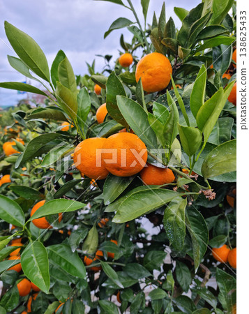 These are ripe Jeju Island tangerines. 138625433